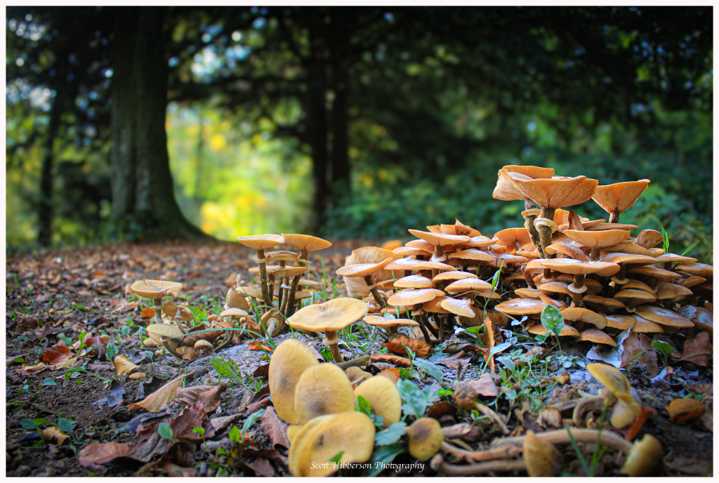 A cluster of mushrooms
