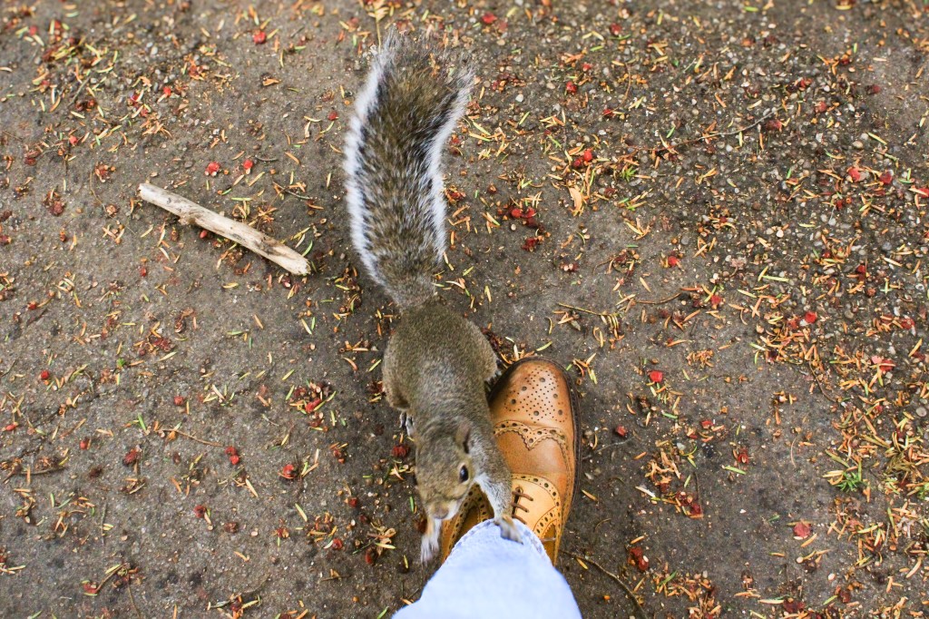 Squirrels, Botanical Gardens, Sheffield)