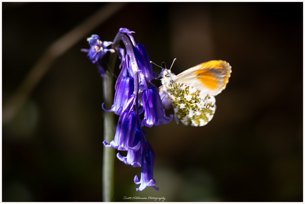 A butterfly on a Bluebell