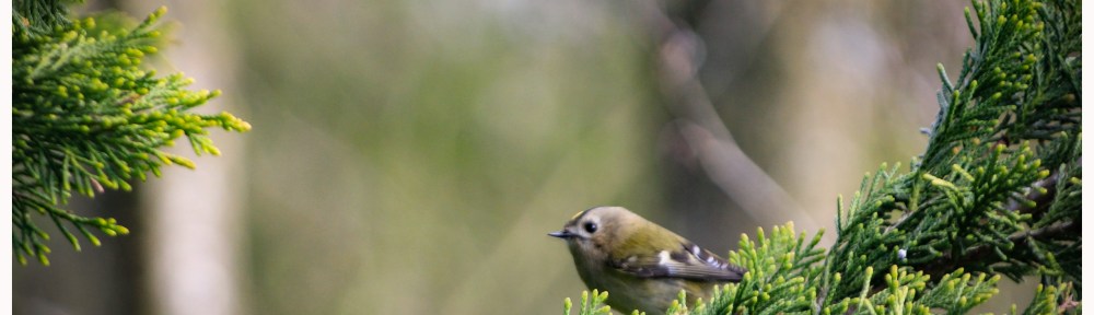 Goldcrest