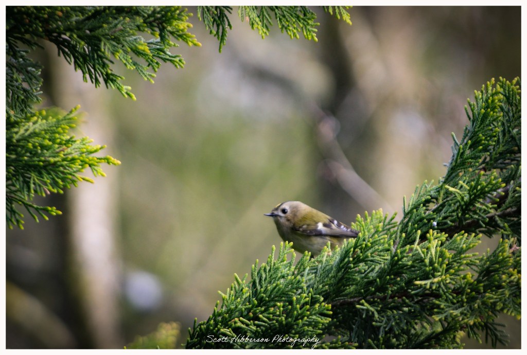 Goldcrest